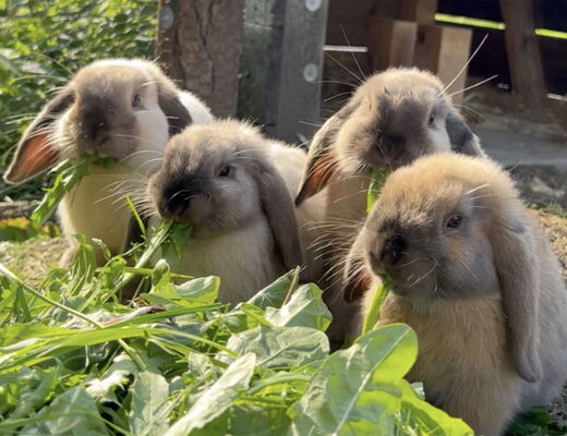 Kaninchen fressen Löwenzahn und Gras - Streichelzoo im Bauernhof vom 4 Sterne Hotel Moser in Rohrmoos Schladming