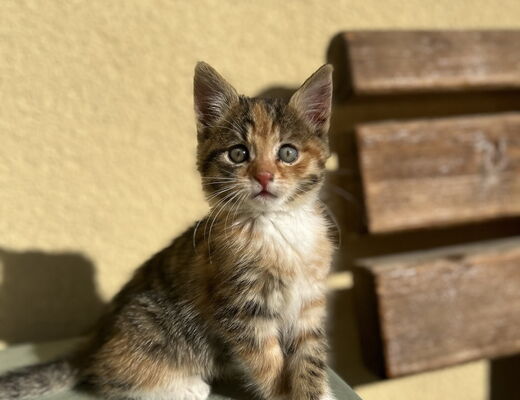 Süßes Katzenbaby am Bauernhof vom 4 Sterne Hotel Moser in Rohrmoos Schladming