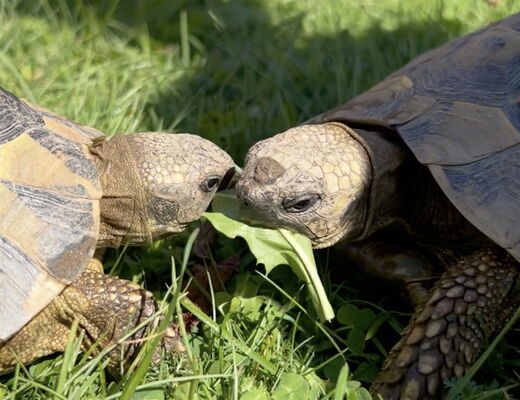Die Schildkröten am Bauernhof vom 4 Sterne Hotel Moser in Rohrmoos Schladming fressen Löwenzahlblätter