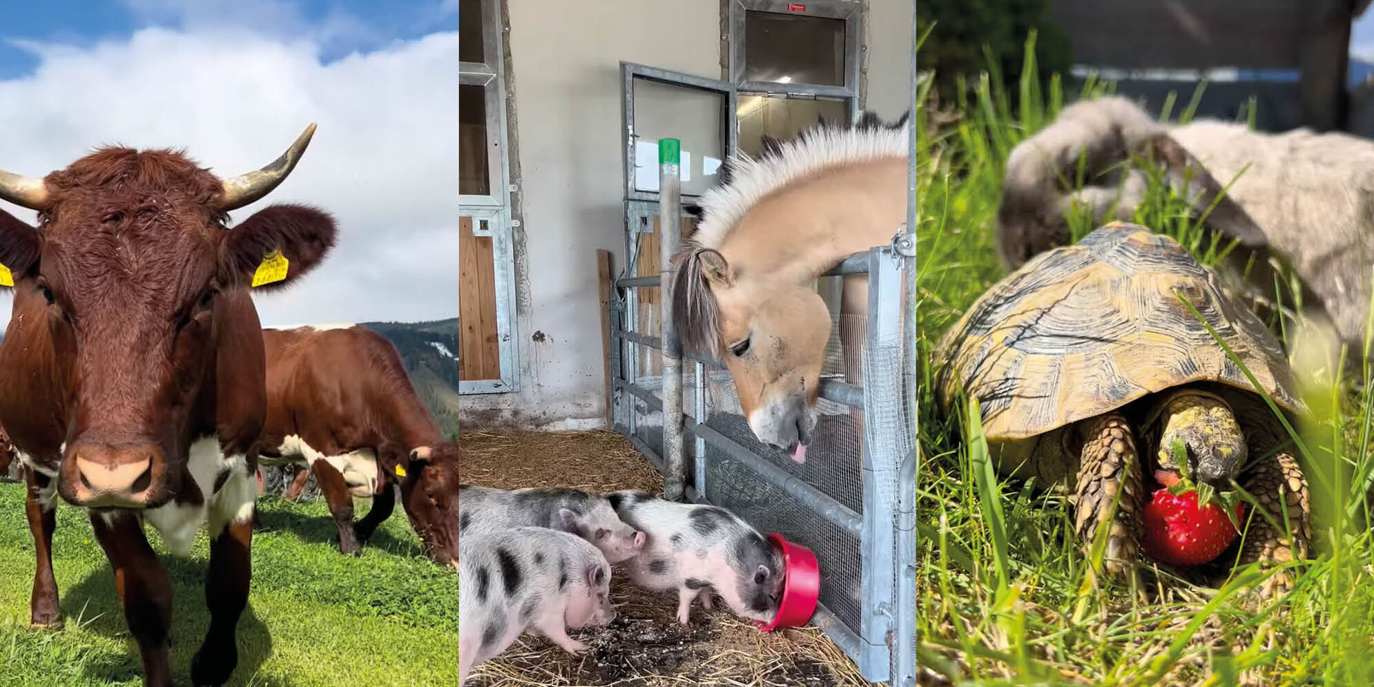 Viele Tiere zum Streicheln und Füttern am eigenen Bauernhof beim Sommerurlaub im 4 Sterne Hotel Moser in Rohrmoos Schladming