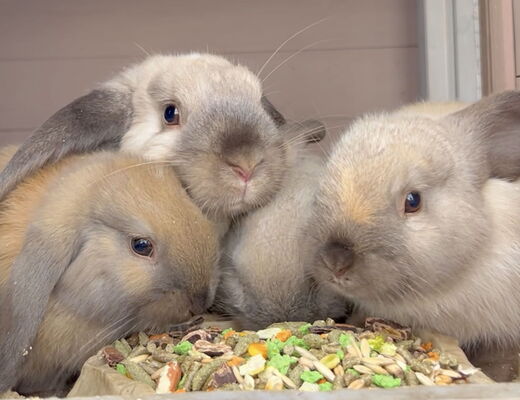 Kuschelige junge Kaninchen vor dem Futtertrog - Tiere am Bauernhof vom 4 Sterne Hotel Moser in Rohrmoos Schladming