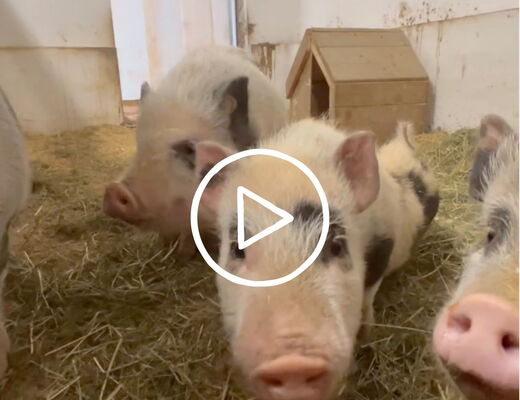 Minischweine im Stall vom Bauernhof vom 4 Sterne Hotel Moser in Rohrmoos Schladming