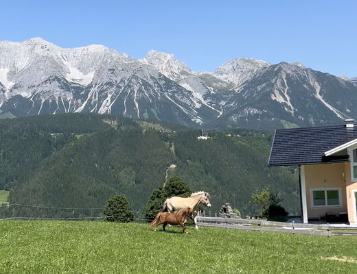 Galoppierendes Pferd und Pony auf der Wiesen vom Bauernhof vom 4 Sterne Hotel Moser in Rohrmoos Schladming