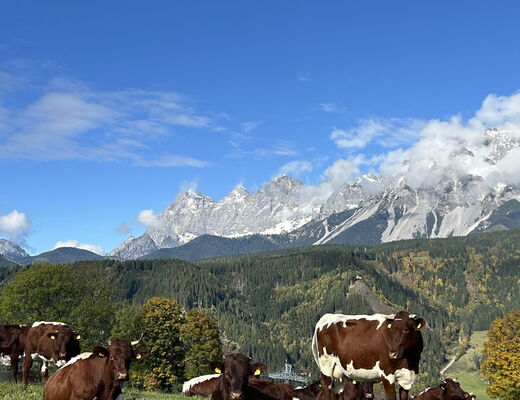 Kühe auf der Wiese beim Bauernhof vom 4 Sterne Hotel Moser in Rohrmoos Schladming