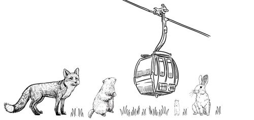 Tiere und Attraktionen beim Sommerurlaub in der Region Schladming-Dachstein