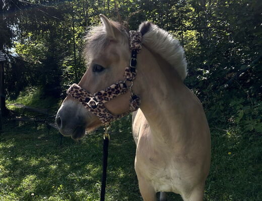 Pferd auf der Wiese vom Bauernhof vom 4 Sterne Hotel Moser in Rohrmoos Schladming